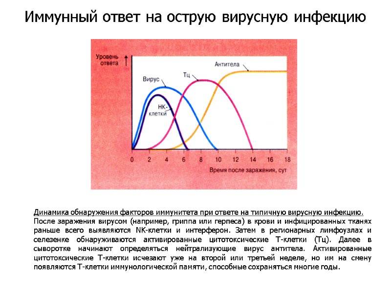 Динамика обнаружения факторов иммунитета при ответе на типичную вирусную инфекцию.  После заражения вирусом